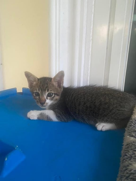 ตามหาเจ้าของแมว อายุ 1 เดือน นอนเก่งมากๆค่ะ