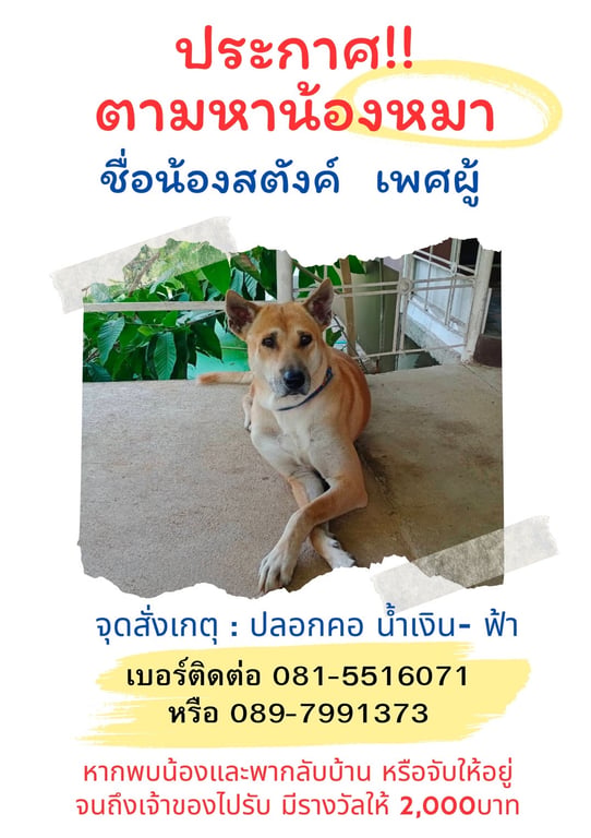 น้องสตังค์