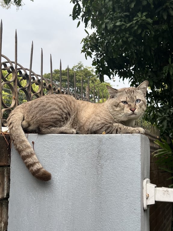 ตามหาเจ้าของแมว แมวตัวผู้ ยังไม่ได้ทำหมัน ตัวโต สีน้ำตาลอ่อนลายๆ หน้ากลมใหญ่