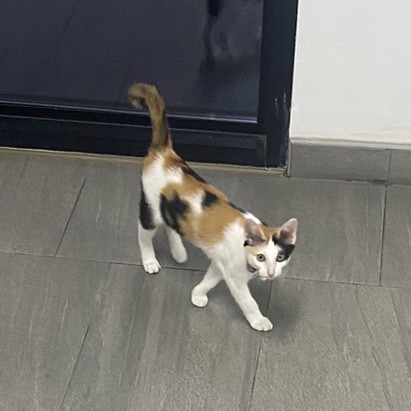 ตามหาเจ้าของแมว แมวสามสี หางยาว คุยเก่ง