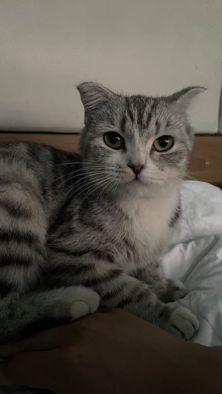 ตามหาเจ้าของแมว 