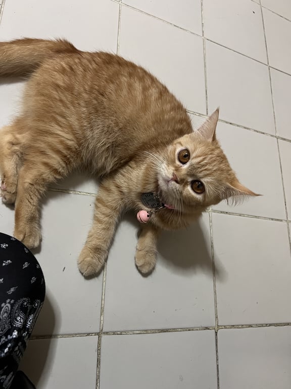 กาโตะ