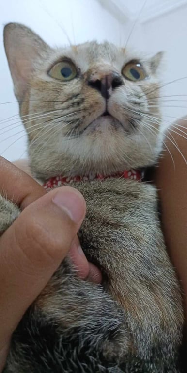 ซาบะ