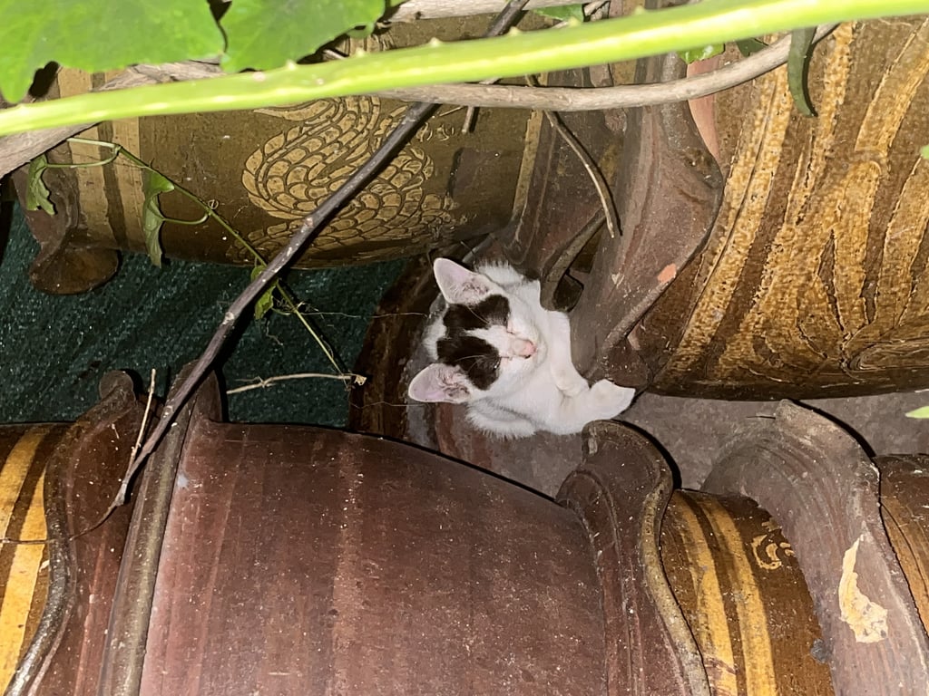 ตามหาเจ้าของแมว หลงในซอยปุณณวิถี 12 เป็นบริเวณที่กลับรถ อาจติดรถมา