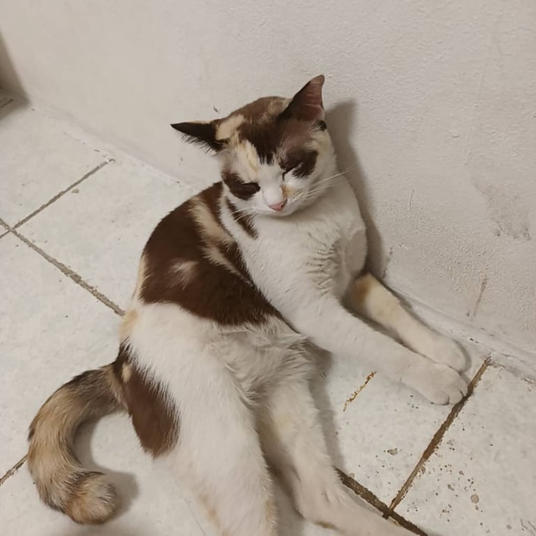 ลิซ่า