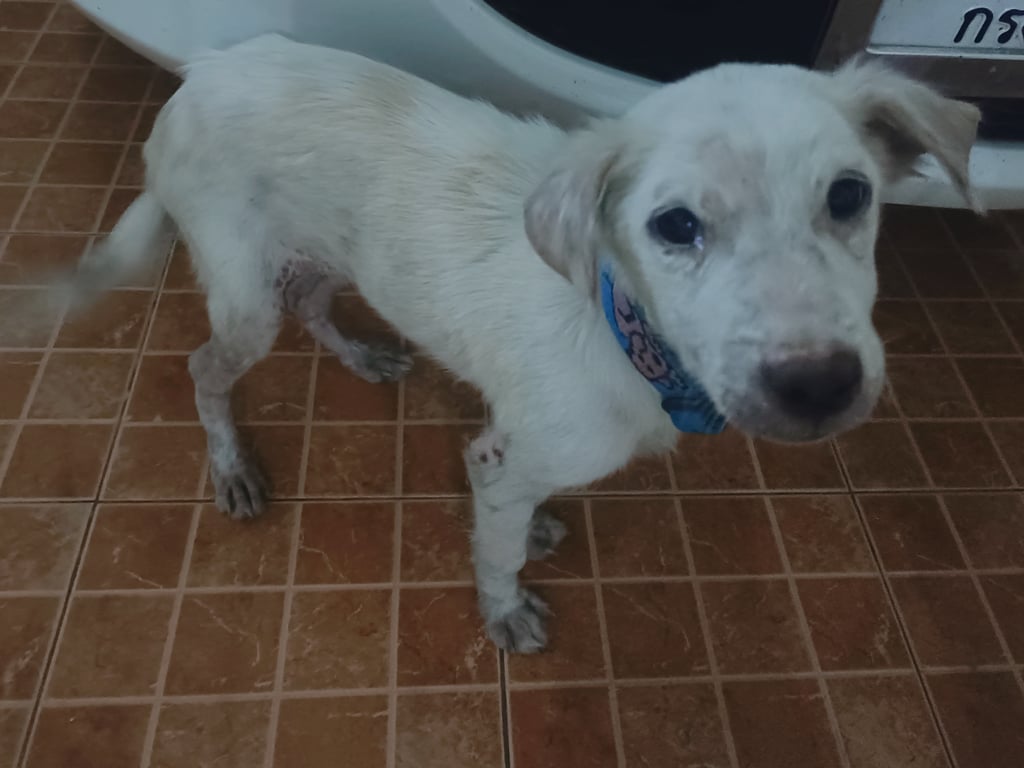 ตามหาเจ้าของหมา ลูกหมาน้อยตัวสีขาว