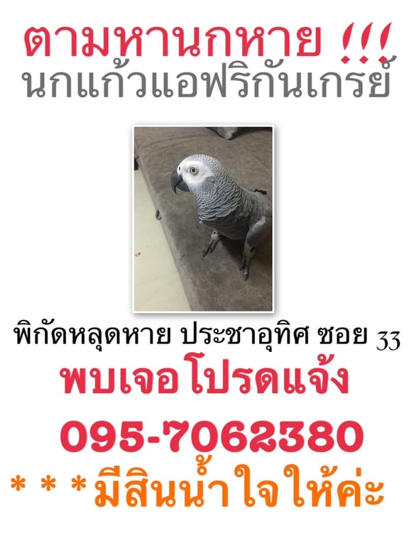 นกแก้ว