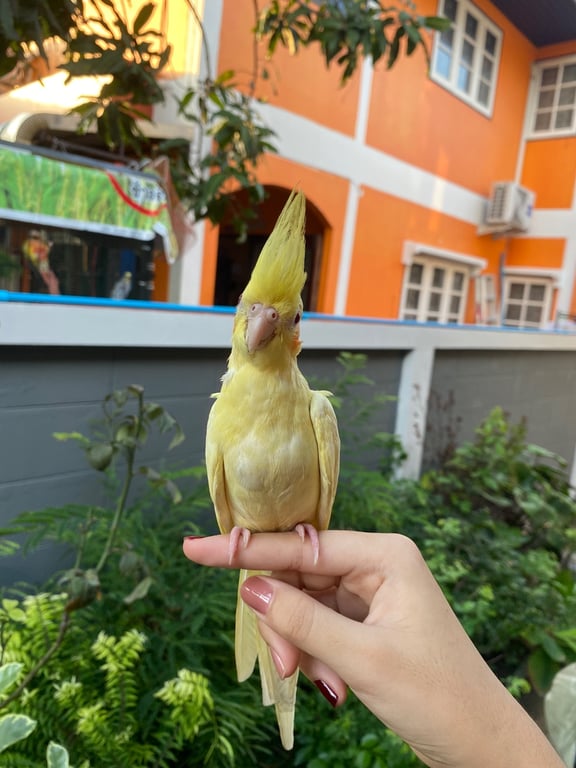 มะม่วง