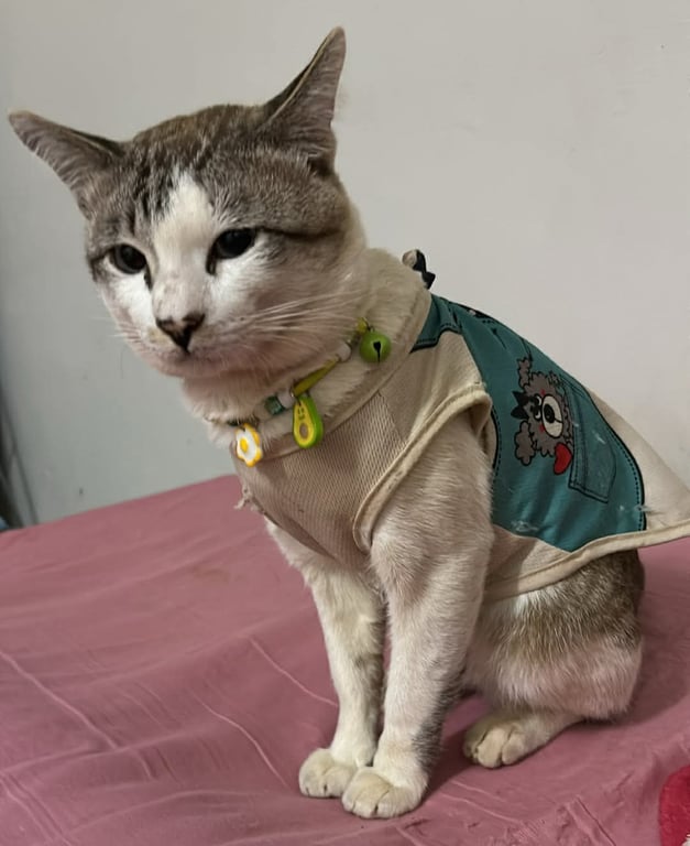 ชื่อมีโชค