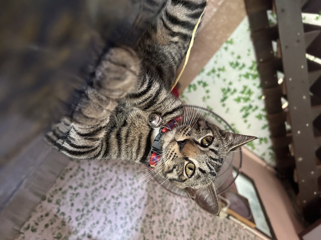 ตามหาเจ้าของแมว ใครพบเจอน้อง (มีค่าตอบแทน) ติดต่อมาเบอร์นี้ 098-5423634 หรือใครอุ้มไปหรือน้องติดรถใครไป -ขอร้องช่วยเอาน้องมาส่งคืนเราด้วยนะคะ🙏🏻🥹😭
-น้องหายไปเมื่อกลางคืน วันจันทร์ 27 ตุลาคมค่ะ
-น้องชื่อ ไซรัน 
-ใส่ปลอกคอสีแดงตามในรูป
-เพศผู้
-บ้านที่อยู่น้องอยู่ อยู่ฝั่งร้านข้าวต้มนาย ช ￼ค่ะแถวซอยวัดพาณิชย์(ป่าโมก) จังหวัดอ่างทอง
(ขออนุญาต เจ้าของเพจนะคะ/ช่วยกันแชร์เพื่อให้เจอน้องไวๆด้วยนะคะ ขอบคุณค่ะ)🙏🏻🥹