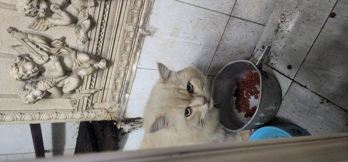 ตามหาเจ้าของแมว หูตั้งตาสีเหลือง