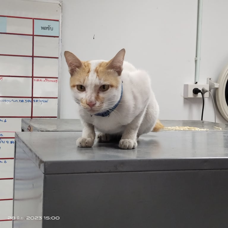 ตามหาเจ้าของแมว หาบ้านด่วน  เป็นแมวหลงมาประมาณ 1เดือน เพศชาย ทำหมันแล้วอายุประมาณ 8 เดือน นิสัยขี้อ้อน ให้จับให้อุ้ม
เข้ากะบะทรายเป็น กินง่าย อาหารเม็ด อาหารเปียก
