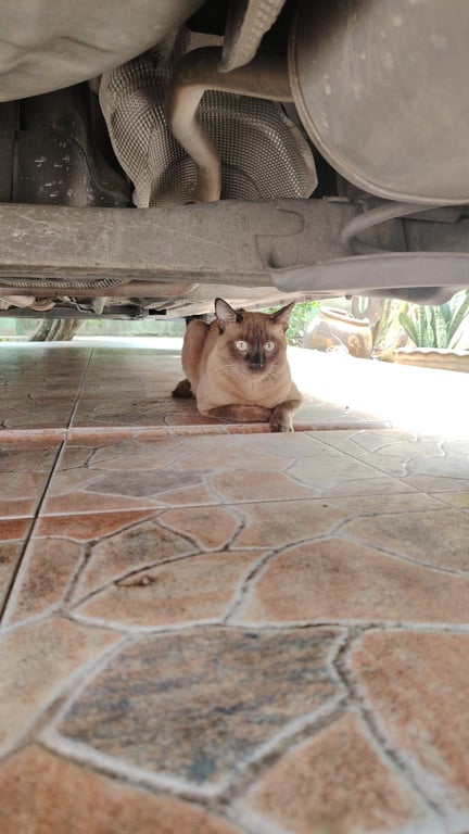 ตามหาเจ้าของแมว ตัวใหญ่หนักประมาณ 5 โล