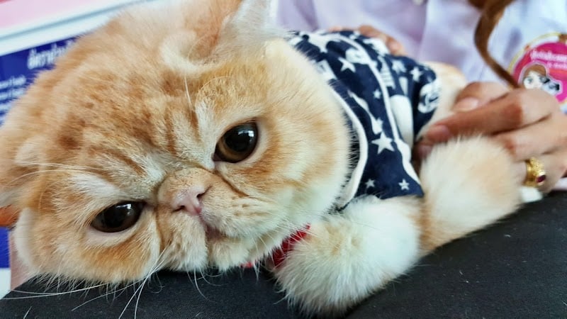 คลินิกอุ้มรักสัตวแพทย์ oumrak Animal Clinic