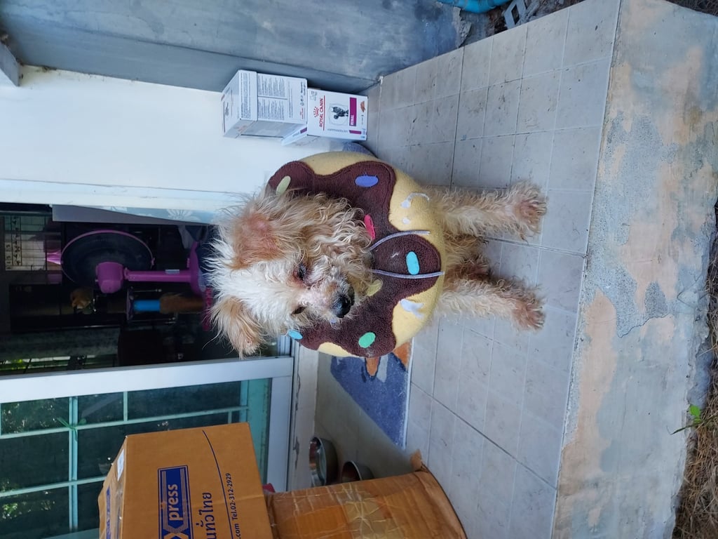 ตามหาเจ้าของหมา 