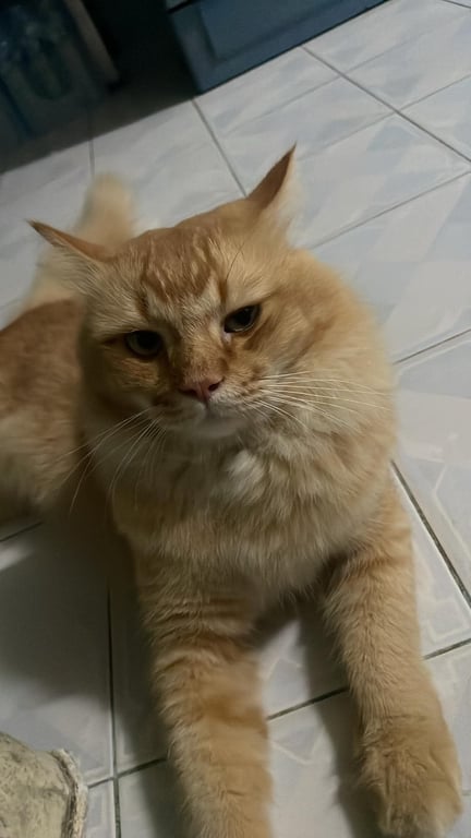 สิงโต