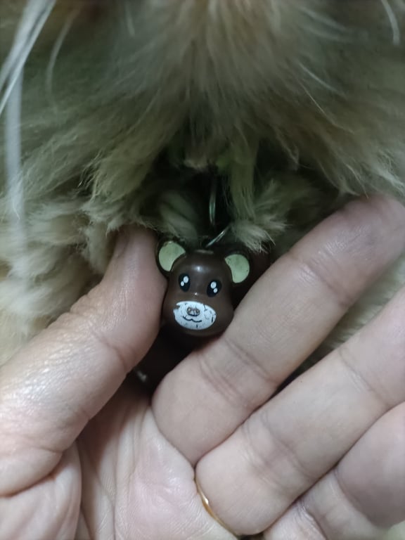 ตามหาเจ้าของแมว 