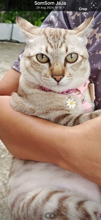 บัวลอย