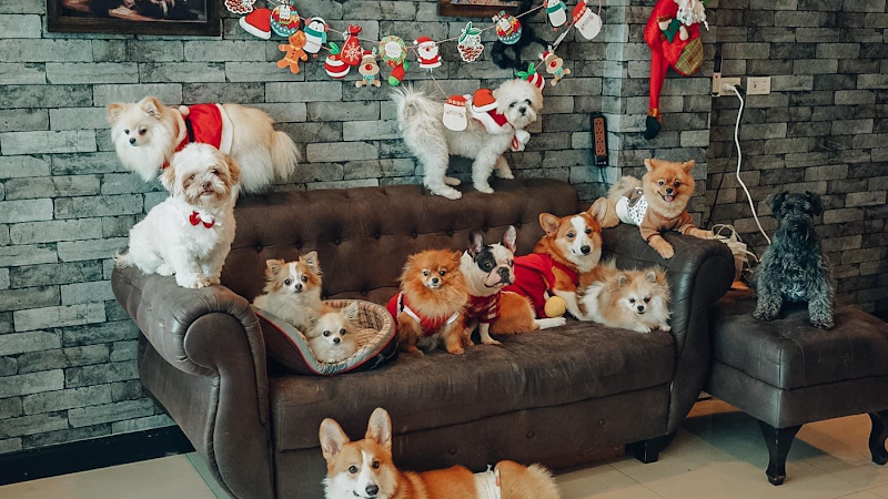 Dogwarts Dog hotel / รับฝากสุนัข ดอนเมือง โรงแรมหมา