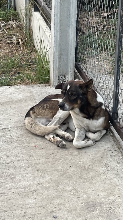 ตามหาเจ้าของหมา ลายด่างสลับสี