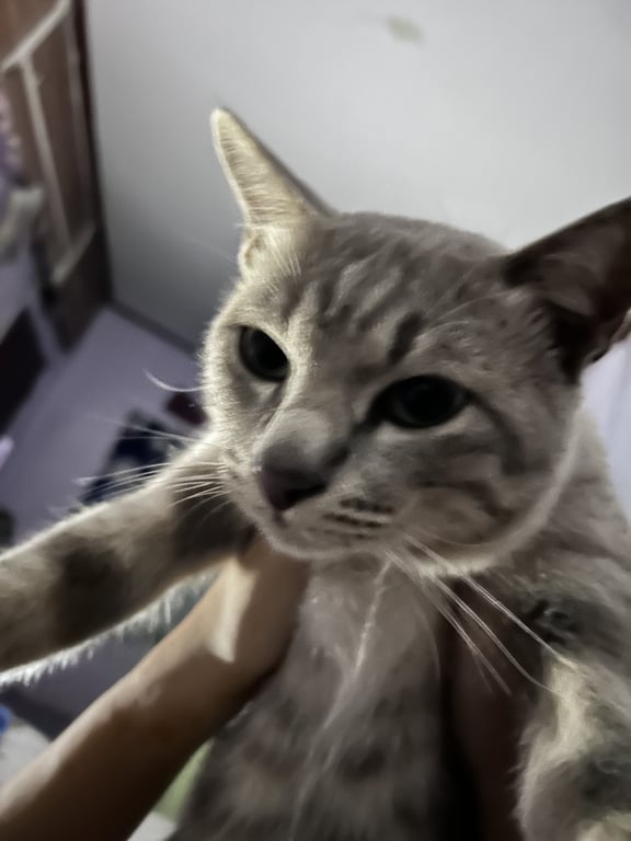 มีมี่