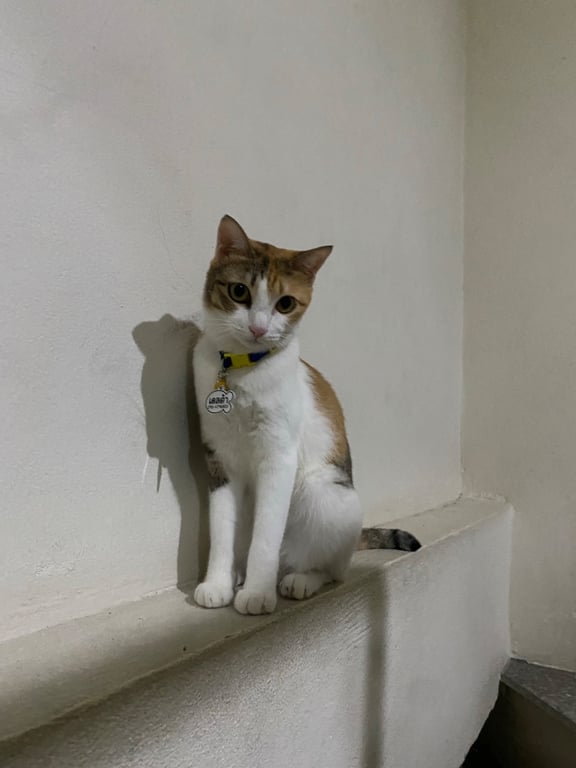 เดลต้า