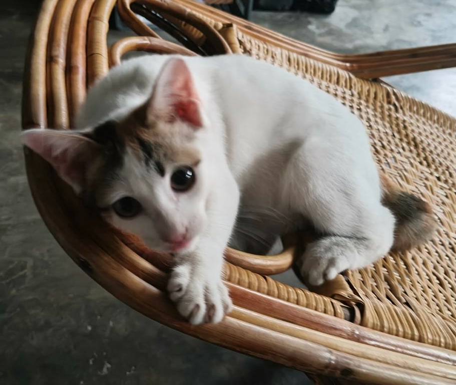 แมว
