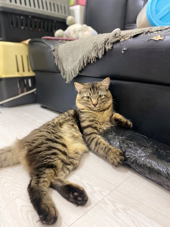 ซีซ่า