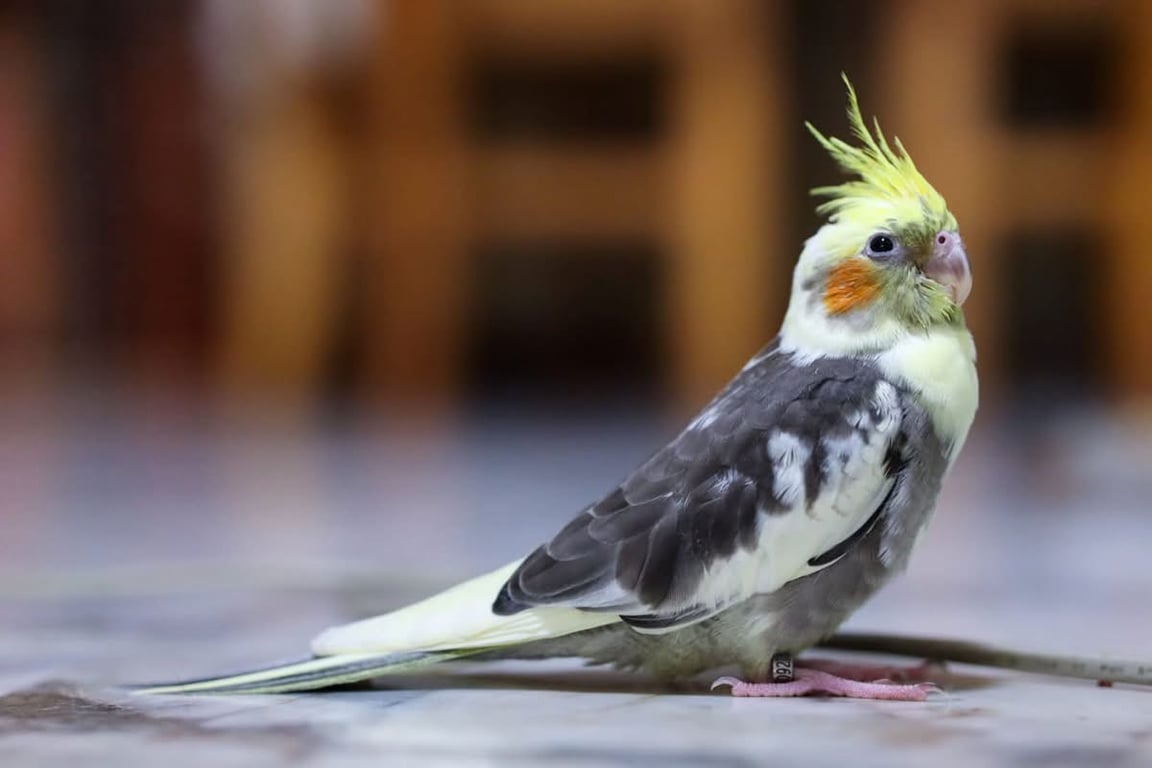 น้องโคโค่