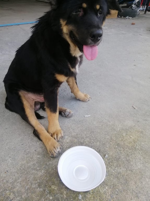 ตามหาเจ้าของหมา หมาไม่ทราบสายพันธ์ เพศผู้ ตัวค่อนข้างใหญ่ หนัก 25 กก