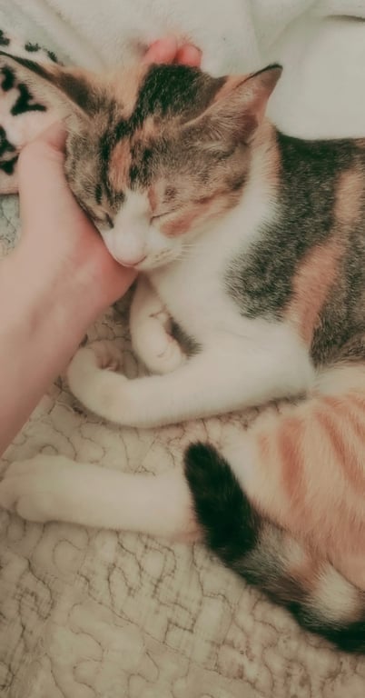 มารุโกะ(ตุ๊งเหมี่ยว)
