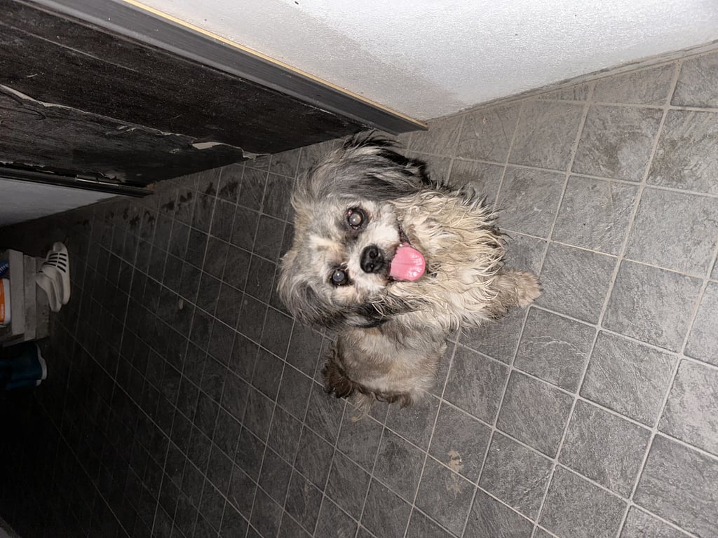 ตามหาเจ้าของหมา น้องเชื่องและ ติดคนมีอาการตกใจ