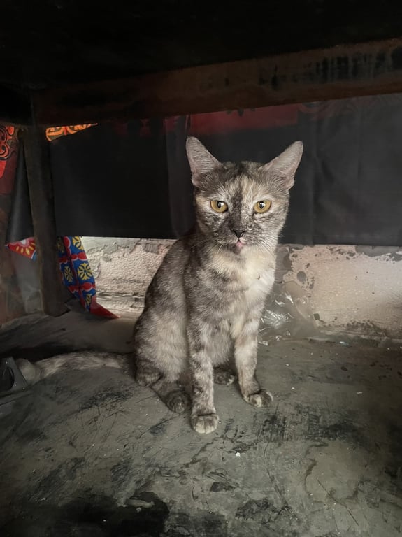 ตามหาเจ้าของแมว 