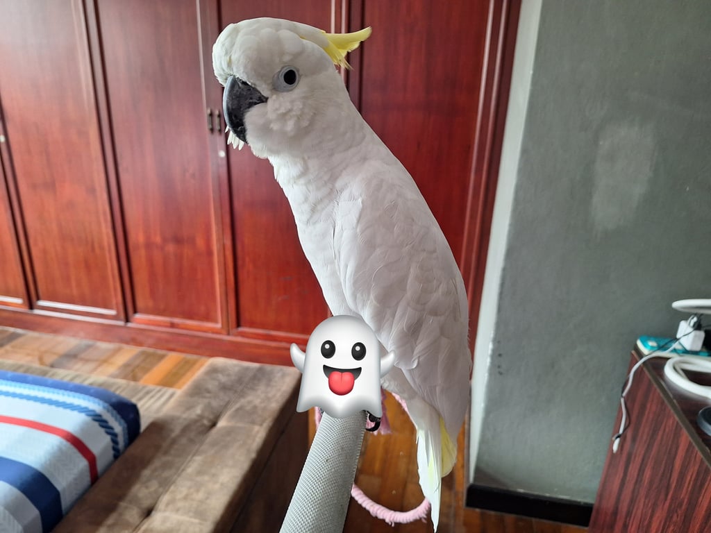 ตามหาเจ้าของนก 