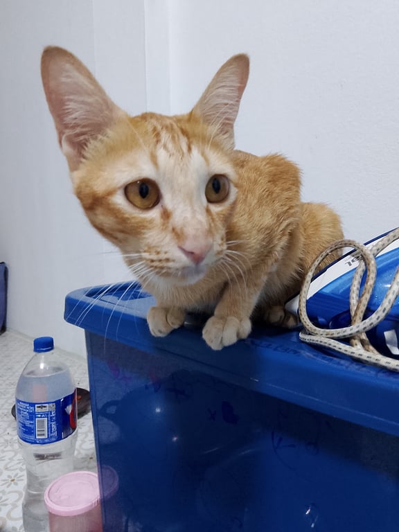 มีโชค