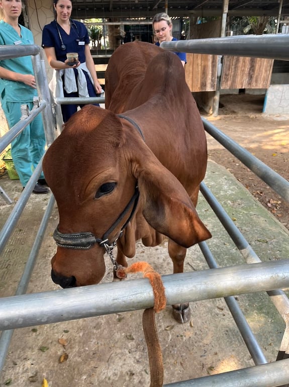 คลินิกปศุสัตว์และสัตว์ป่า Farm Animal&Wildlife Clinic, FAWC-PCAH