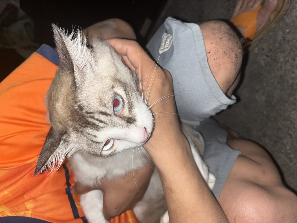 ตามหาเจ้าของแมว ขนฟู ตัวใหญ่