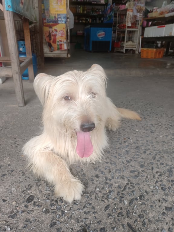 ตามหาเจ้าของหมา 