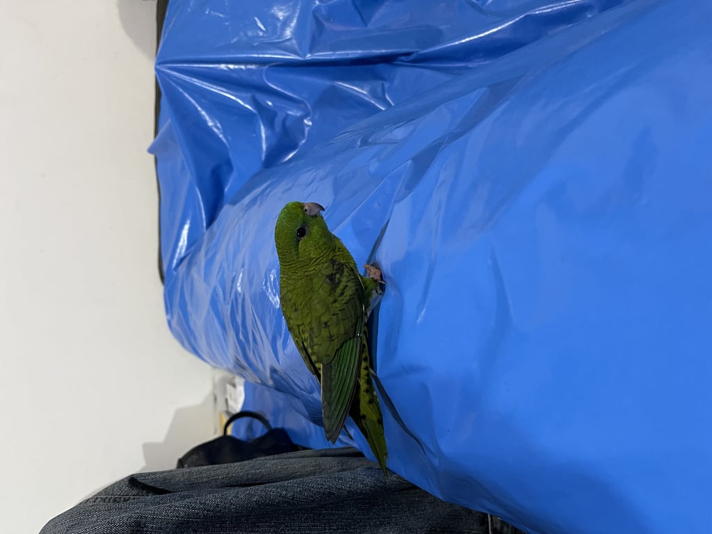 ตามหาเจ้าของนก เจอที่วัดสังฆทาน พระราม5