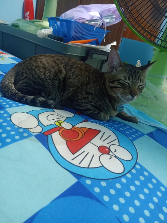 มีม่อน