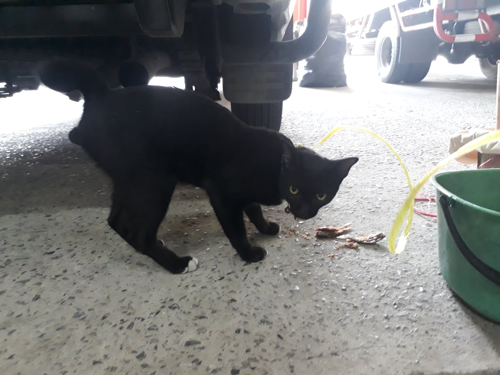 ตามหาเจ้าของแมว แมวสีดำมีปลอกคอสีส้ม ตกลงมาจากกะบะยกสูง ตรงถนนเอกชัย ระหว่างซอยเอกชัย 66/5-66/6
