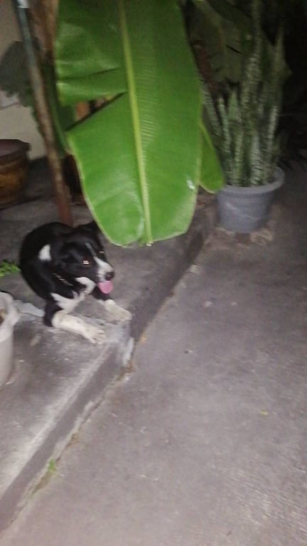 ตามหาเจ้าของหมา ขนาดไม่ใหญ่ สีดำแซมขาว