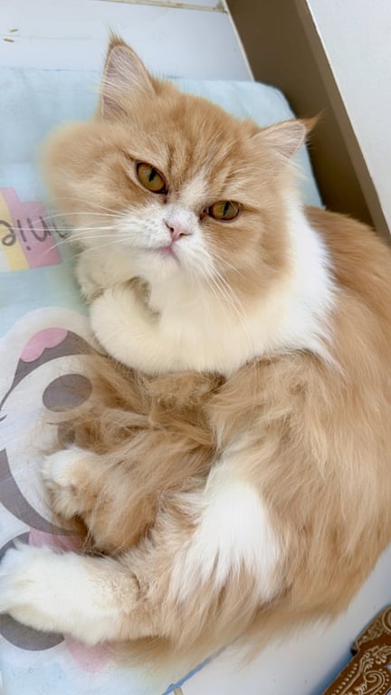 ตามหาเจ้าของแมว น้องขี้อ้อน เข้ากับคนง่ายมาก