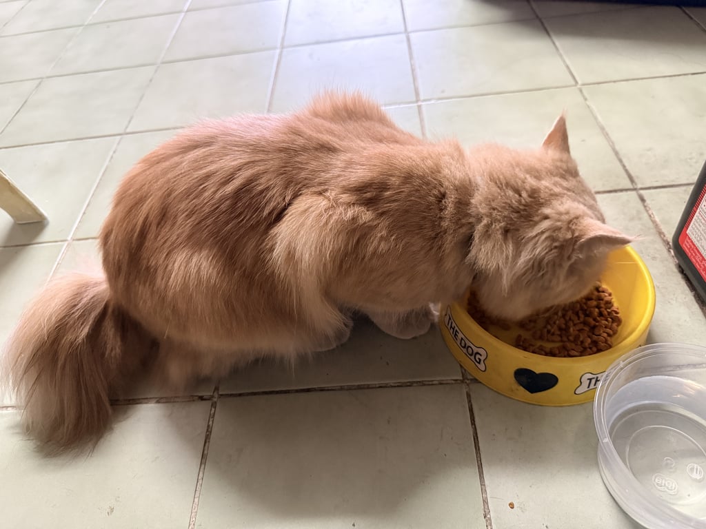 ตามหาเจ้าของแมว แมวเปอร์เซียสีส้ม ขนยาว ขนฟู  หางสั้น ตาสีเหลืองส้ม เชื่อง ขี้อ้อน