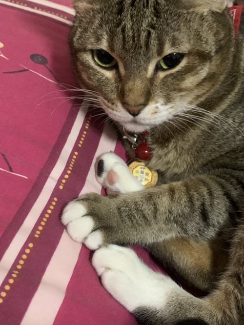 น้องหนู