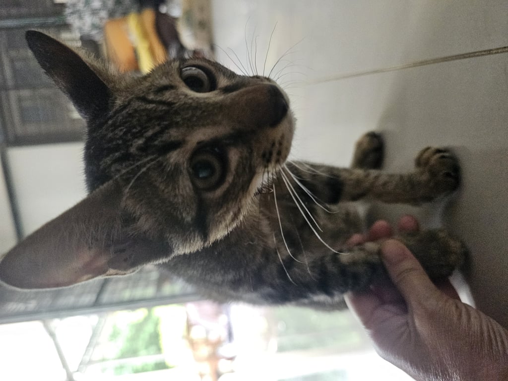 ตามหาเจ้าของแมว ลายสลิดน้ำตาลดำทั้งตัว หางยาวมาก ตาสีเหลืองเข้ม อุ้งเท้าดำ พุงป่อง