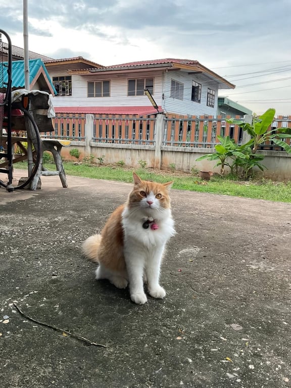 ขนุน