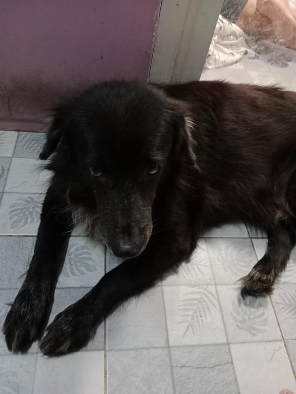 หมี