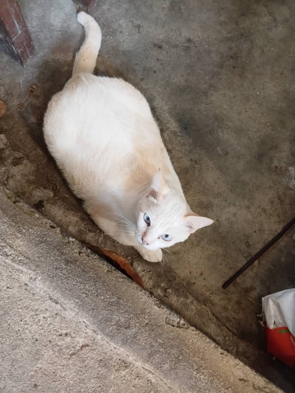 มณี
