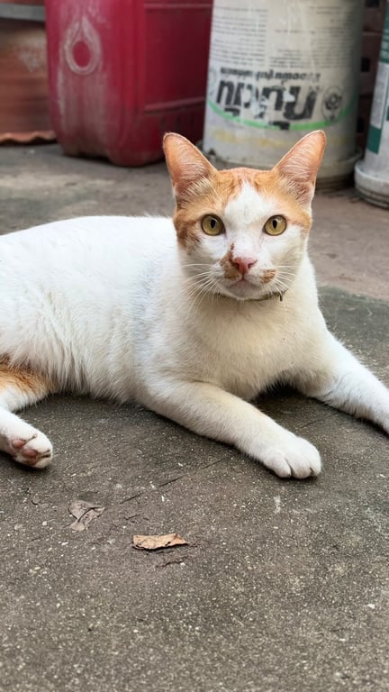 เลม่อน